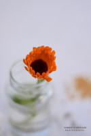 13k fotoart foto fotografie kunst composing bildbearbeitung blumen landschaft tiere portrait stil weithaler norbert